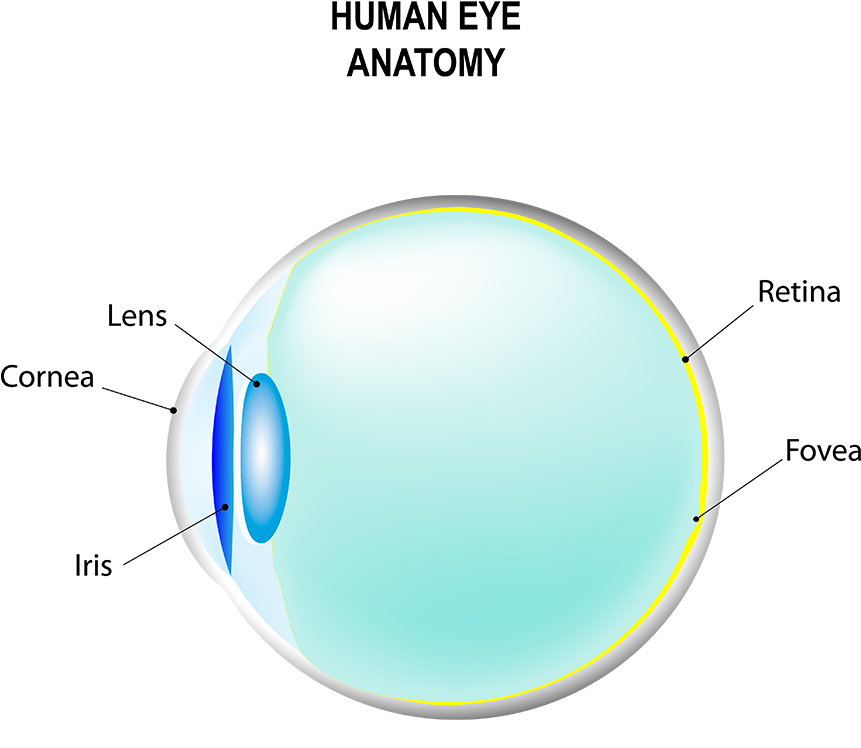 This Can Be Accomplished With Specialty Glasses, Specialty - Circle (860x800), Png Download