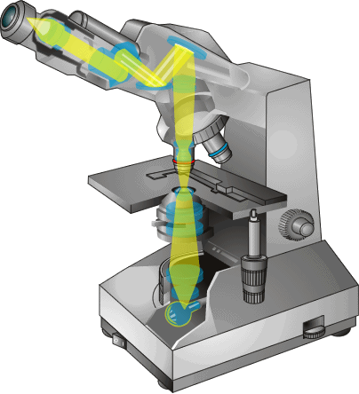 Light Microscopy Clipart Optic - Optical Microscope คือ (404x444), Png Download