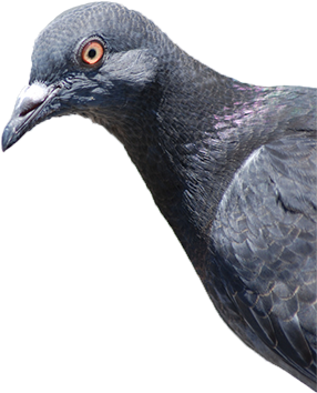Pigeons Staring (460x376), Png Download