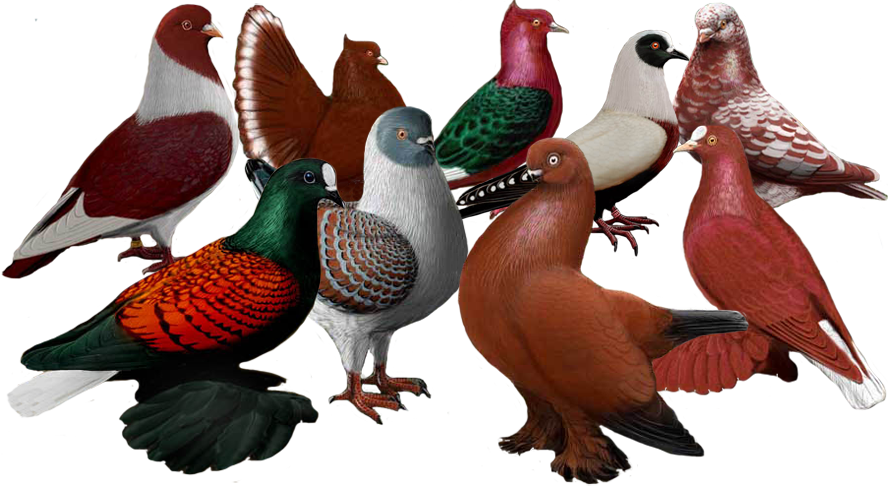 Mumtaztic Pigeon Loft - Domestic Pigeon (888x486), Png Download