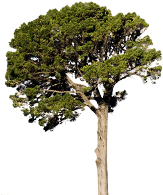 Png Images For Photoshop Trees 소나무의 Psd, 벡터 파일 - Pine Tree Psd (356x400), Png Download