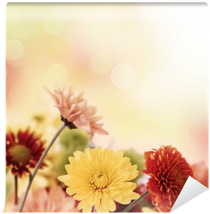 Colorful Mums Flowers On Warm Bokeh Background Wall - Bokeh (400x400), Png Download