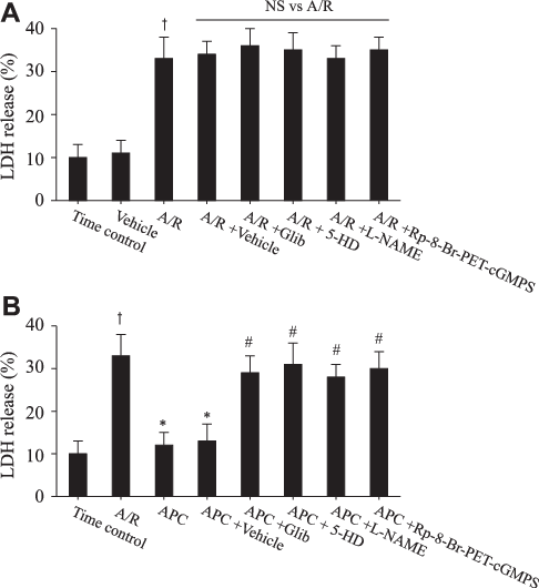 Heart Slices Were Preconditioned By Exposure To Glib, - Lactate Dehydrogenase (486x530), Png Download