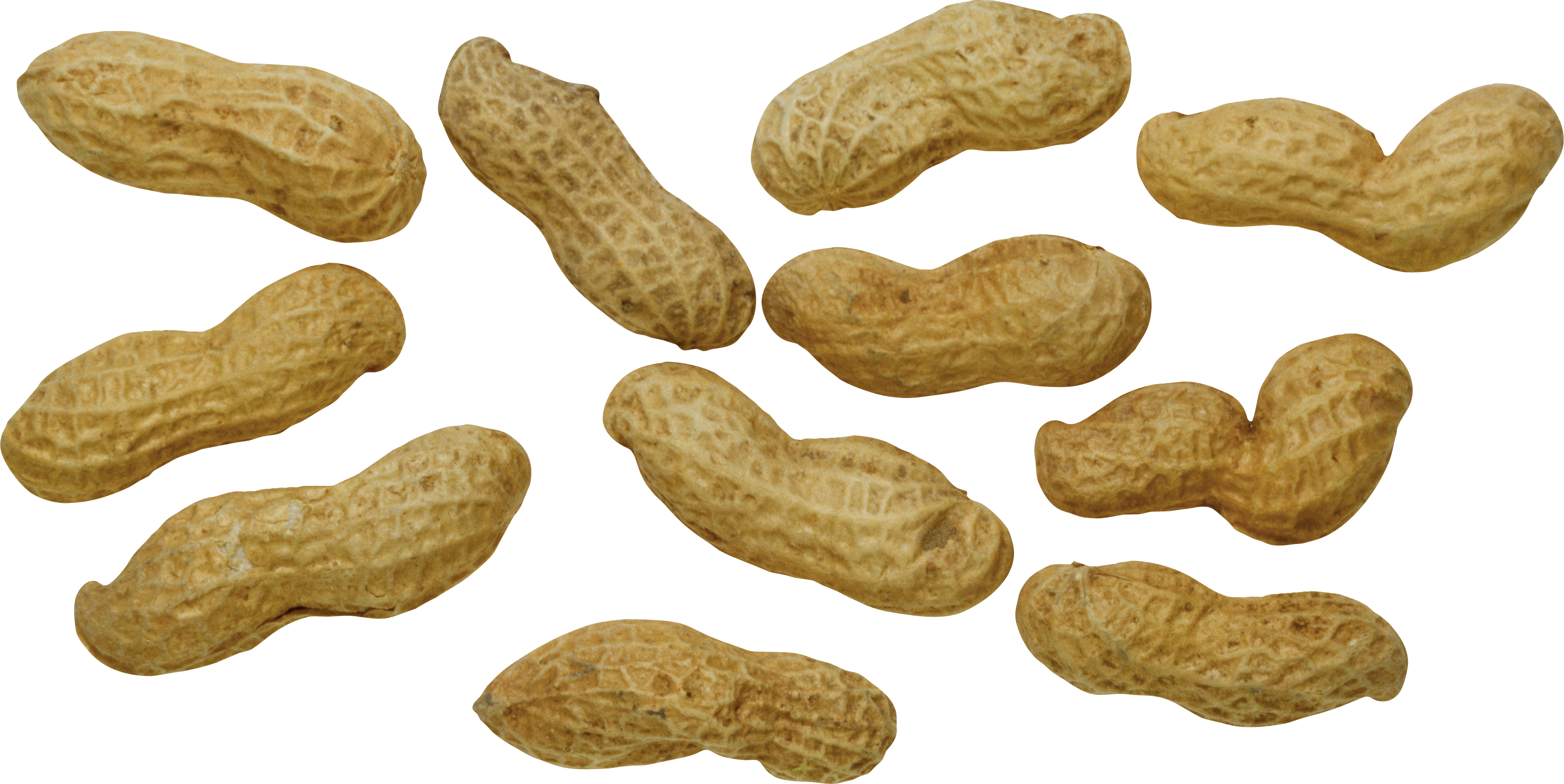 Peanut (3224x1617), Png Download