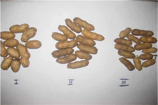 Grades Of Groundnut In-shell Obtained From The Grader - Pebble (902x413), Png Download