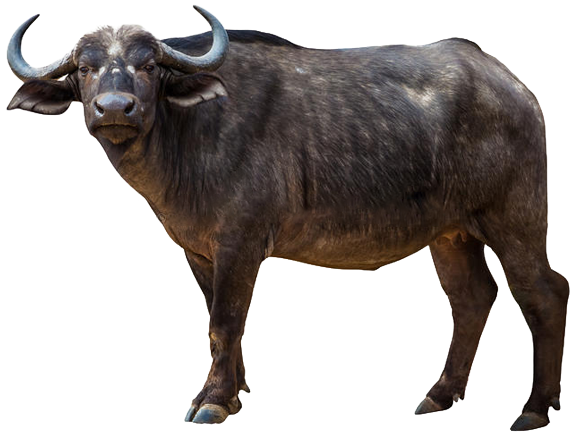 Rs Buffalo Beef Developer - Wild Boar (600x443), Png Download