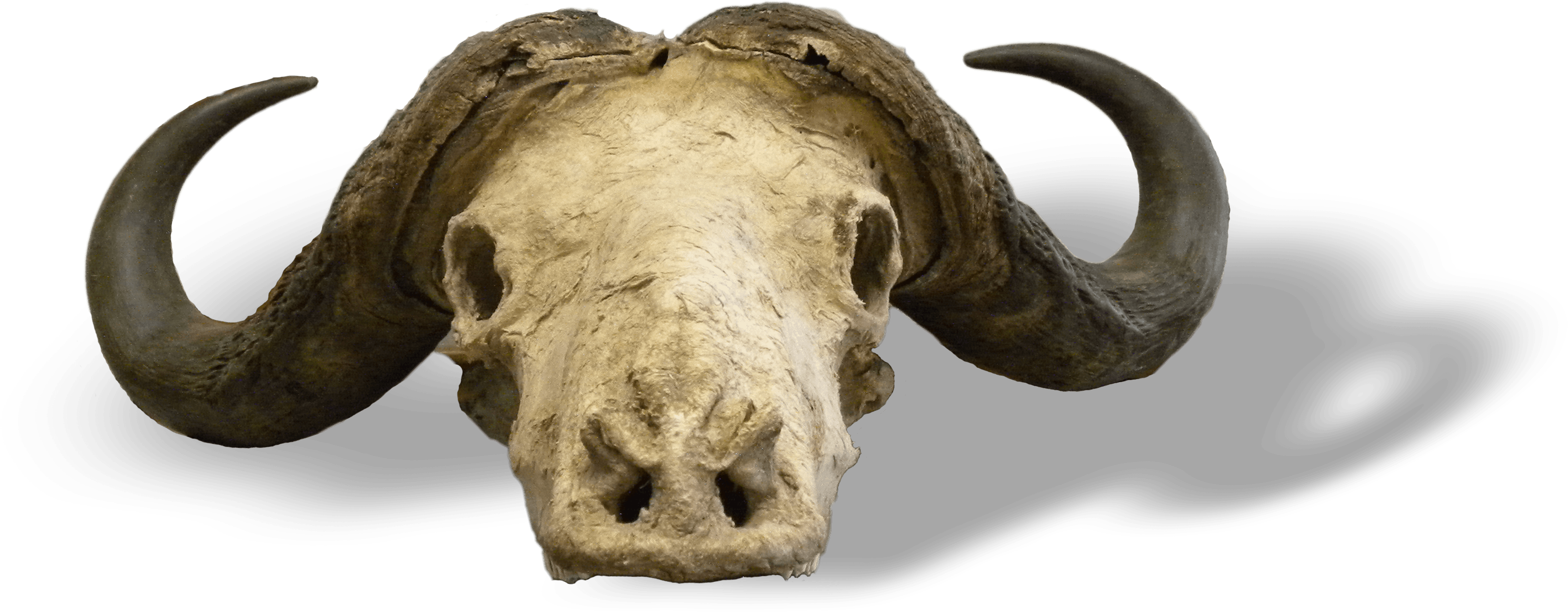 African Buffalo (3190x1350), Png Download