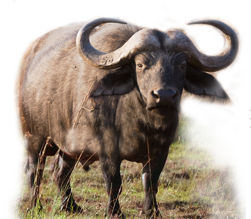 We Also Supply A Full Range Of Buffalo Offals Products - Weekly (507x441), Png Download