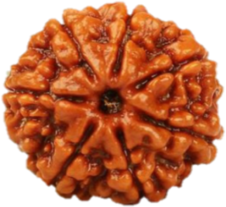 Natural 7 Face Rudraksh Nepal Origin - 7 Mukhi Nepali Rudraksha Price (800x752), Png Download