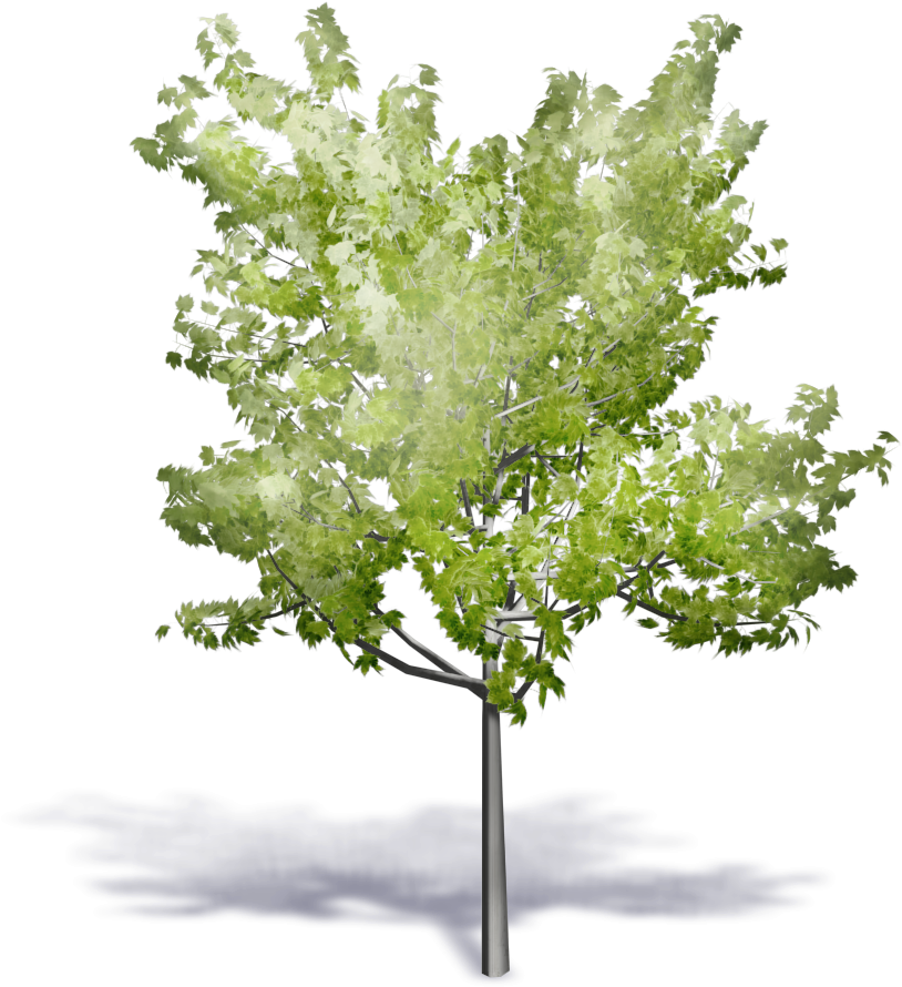 Generic Summer Tree - Arbre 3 D Axonometrie (1000x1000), Png Download