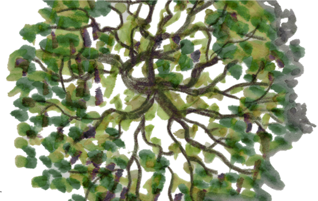 Tree Plan View Png Top View Trees Plans Trees Pinterest - Trees Plan View Png (1368x855), Png Download