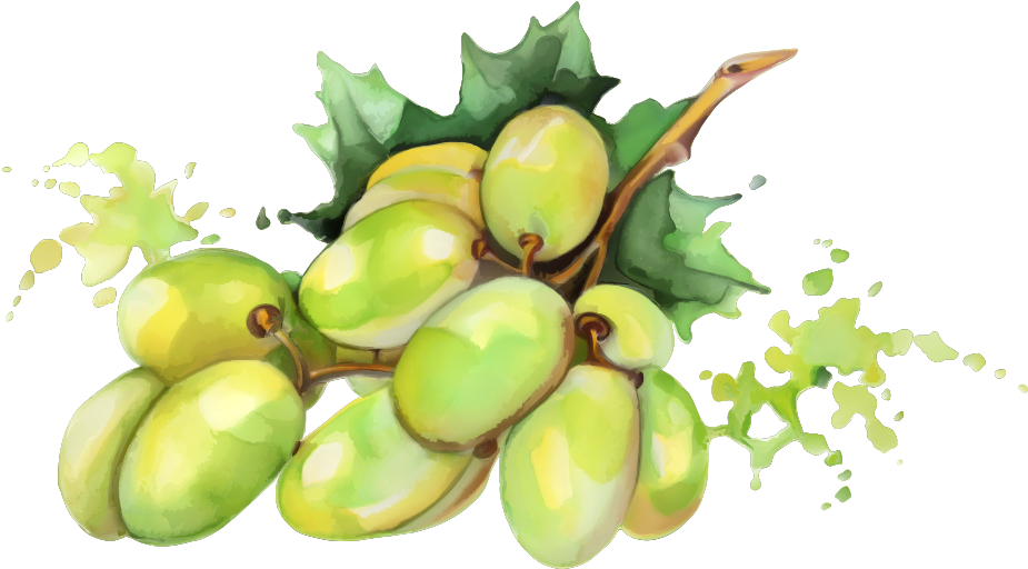 Mango Png No Background - Vector Graphics (1000x1000), Png Download