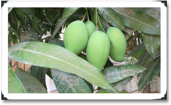 Sometimes The Pale Green Mango Will Get Grated And - Green Mangoes With Chili (580x361), Png Download