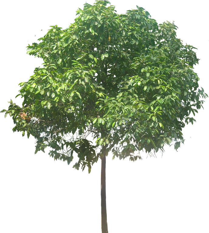 Tree Cut Out, Trees To Plant, Different Types, Photoshop - Tree Png For Architect (699x765), Png Download