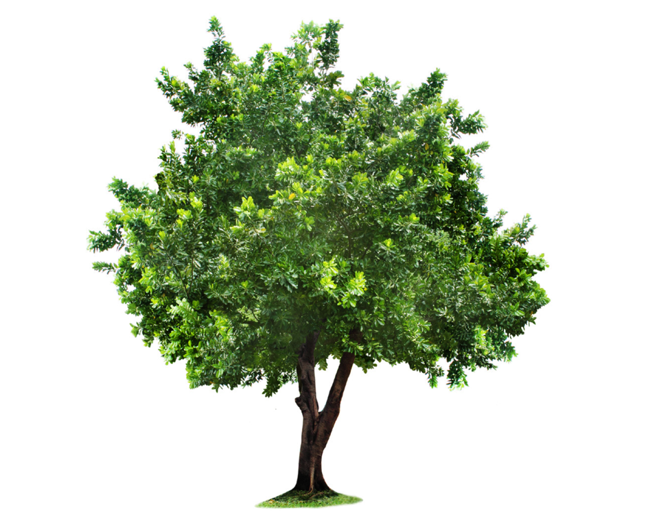 Apple Tree Isolated (1024x746), Png Download