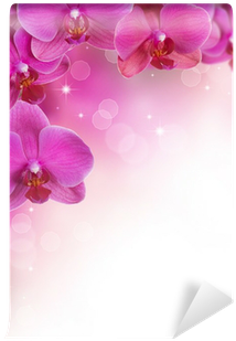 Orchids (400x400), Png Download