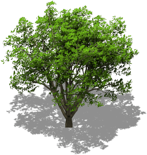 Preview - Tree Animated Gif Transparent (517x547), Png Download