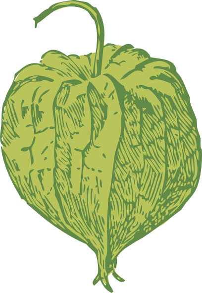 Tomatillo Clip Art Free Vector - Tomatillo Clipart (408x591), Png Download