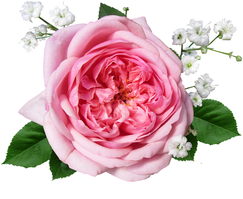 Flower, Rose, Pink, Cut Out, Romance - Rose (901x720), Png Download