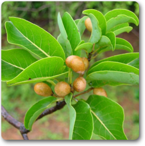 Almond Fruit Tree India (650x489), Png Download