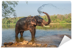 Elephant Bathing Itself (400x400), Png Download