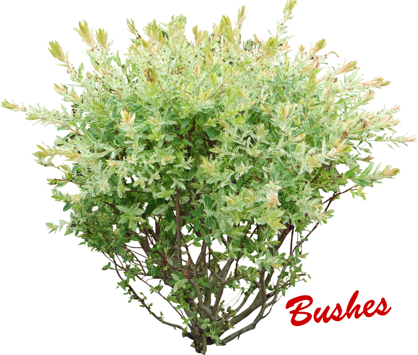 White Flower Bush Png (1466x1200), Png Download