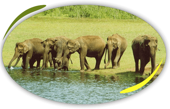 Wildlife In Evergreen Forests (595x396), Png Download