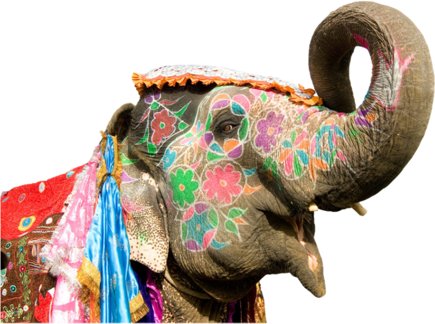 You Are Agreeing To Join Our Mailing List, But Don´t - Indian Elephant (1485x701), Png Download