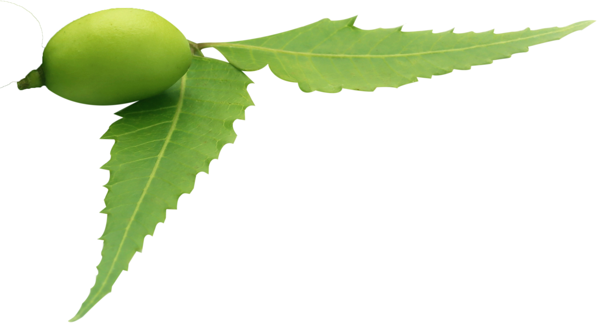 The United Nations Thinks The Neem Tree's All That - Neem Leaf Png (2048x1239), Png Download