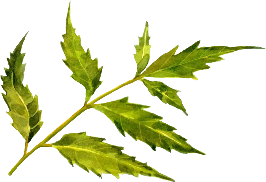Neem Tree (1024x663), Png Download