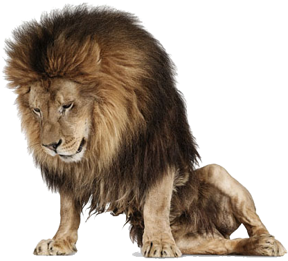 Angry Lion Png Images Download - Andrew Zuckerman (580x435), Png Download