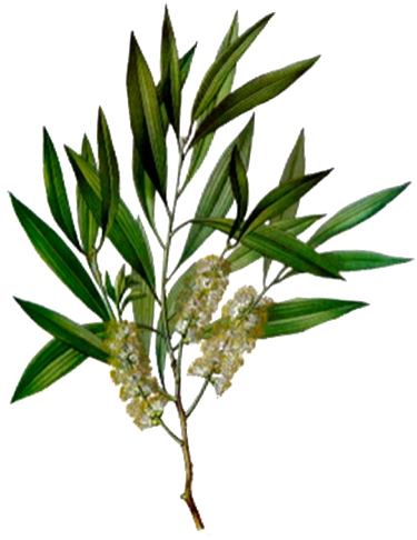 Tea Tree - Tea Tree Melaleuca Alternifolia (385x514), Png Download