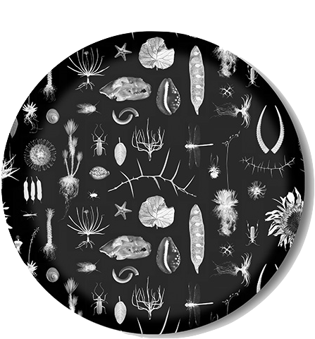 Natural Curiosities Serving Tray - Circle (516x516), Png Download