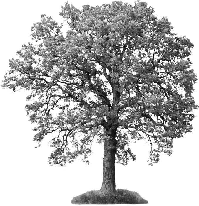 Tree Png White Ash Tree 677 702 À¸‡à¸²à¸™ - Ash Tree Black And White (677x702), Png Download