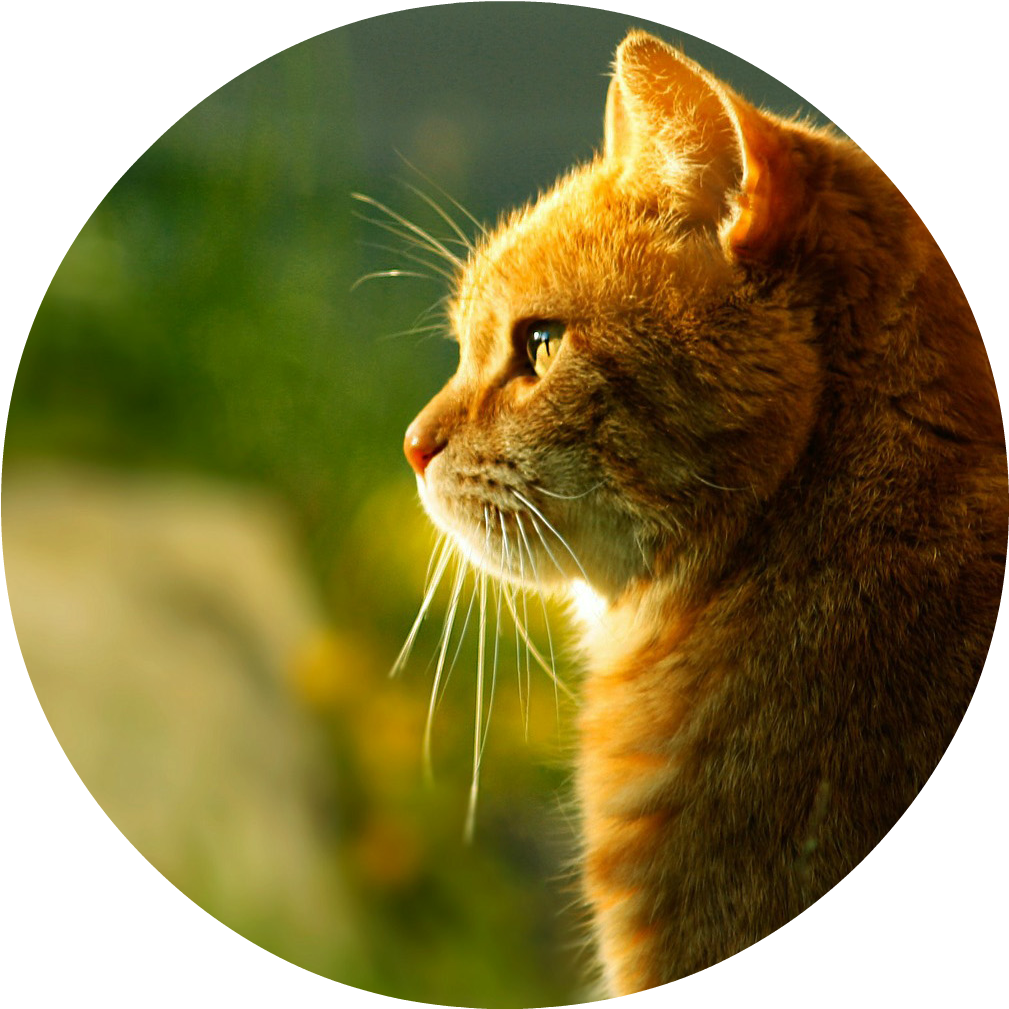 Cat Morning Sun Hd Wallpaper - Giclee Painting: Wonderful Dream's Red Wonderful Cat (1104x1080), Png Download