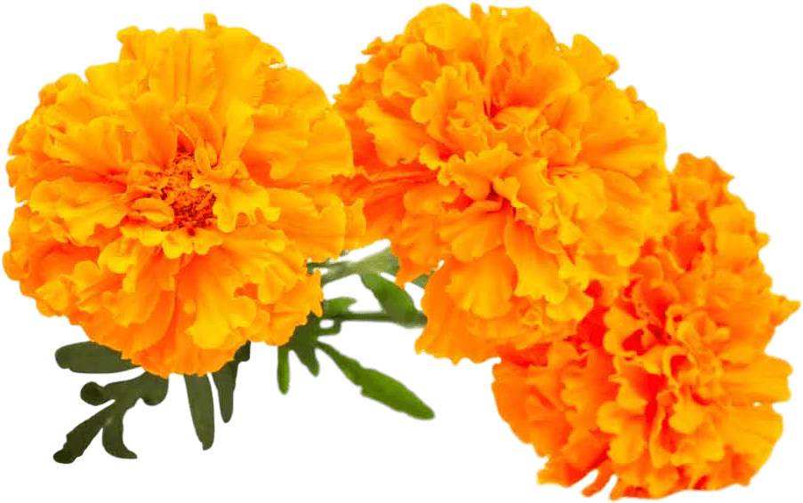 Lutein From Marigold Flowers - Lutein Marigold (1000x668), Png Download