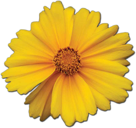 Marigold Photo Stock - Marigold (500x457), Png Download