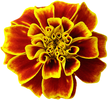 Tagetesblüte, Orange, Summer, Flower - Marigold (368x340), Png Download