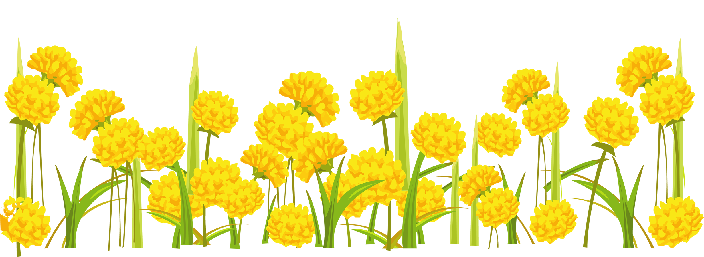 Dandelion Clipart Transparent Background - Transparent Background Yellow Flower Clipart Transparent (2468x900), Png Download