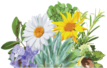 About Us - Flower (479x349), Png Download