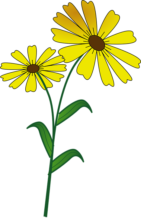 Previousnext - Margarida Amarela Flor Desenho (467x720), Png Download