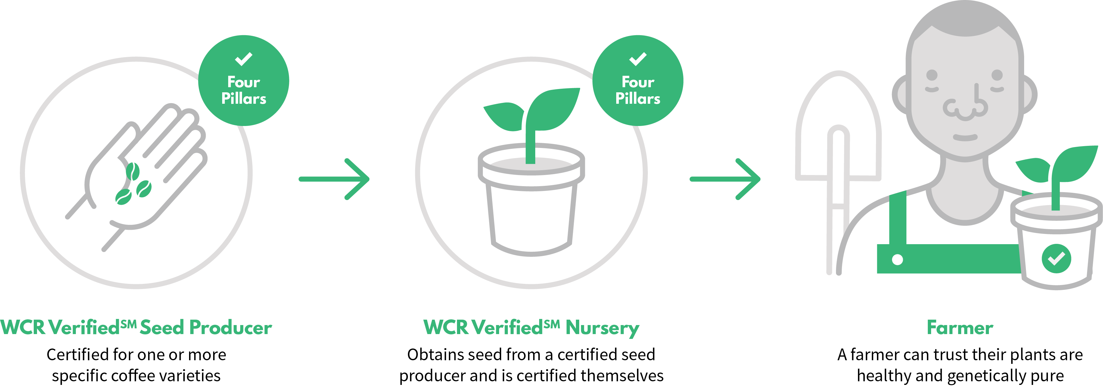 To Succeed, Farmers Need Healthy Seeds And The Right - Pureza Genetica En Plantas (3664x1287), Png Download