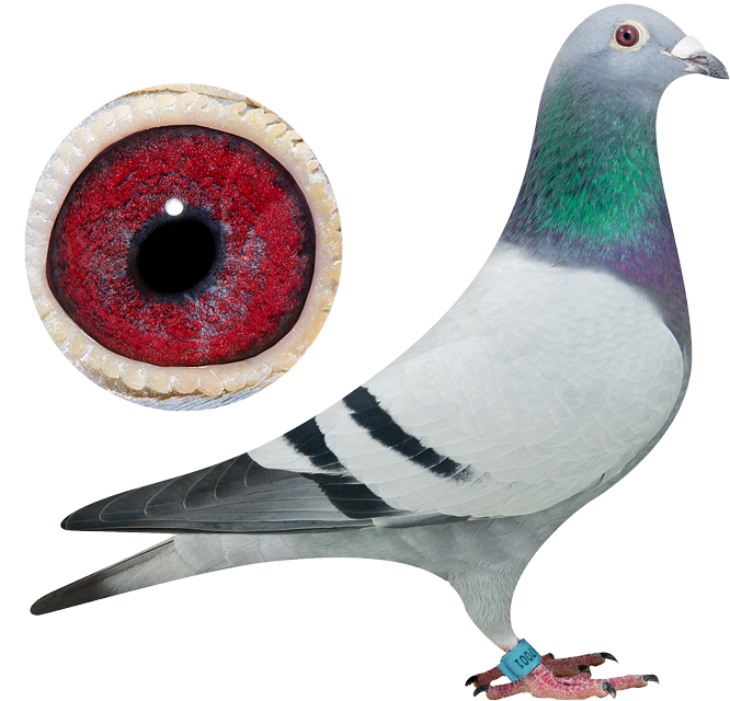 100% Top Breds - Pigeon Van Der Kruk (724x644), Png Download