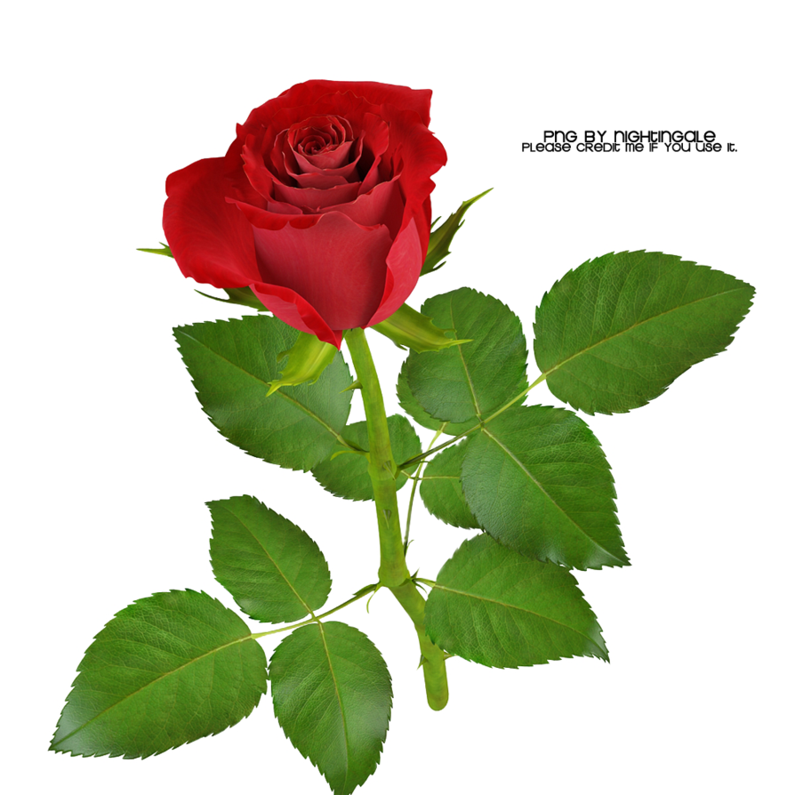 01 Rose Png Made By Nightingale By Taxitoheaven On - Rosa Com Fundo Transparente (894x894), Png Download