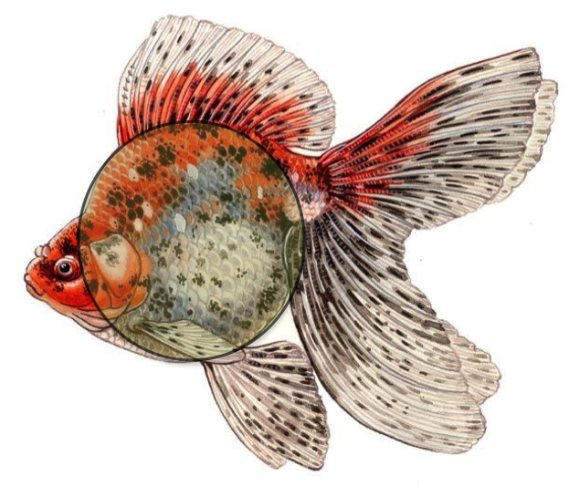 Goldfish (788x599), Png Download