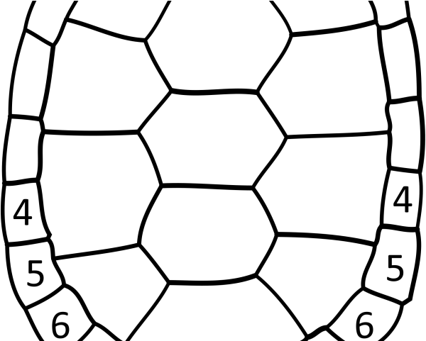 Related Posts - Turtle Shell Pattern Drawing (640x480), Png Download