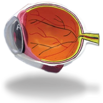 Parts Of The Eye - Fs Anatomic Eye Half, Enlarged (350x350), Png Download