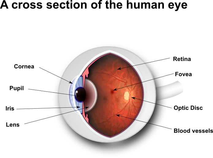 What Are Floaters - Do You Get A Stye (694x515), Png Download