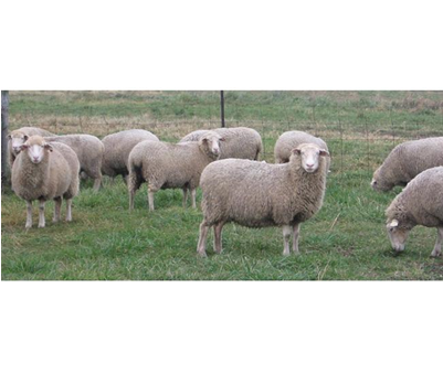 Nss - Sheep (400x514), Png Download