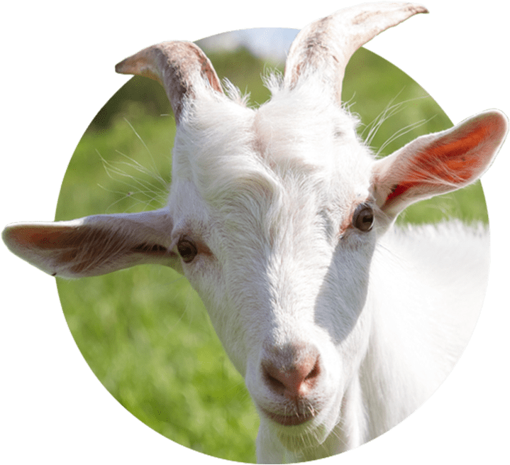 Leche De Cabra Png (900x900), Png Download